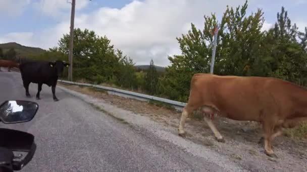 POV Biker on a Motorcycle Met Cows Crossing a High Mountain Road — стокове відео