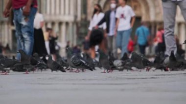 Piazza San Marco 'da Bir Çok Güvercin Yavaş Çekimde, İnsanlar Güvercinleri Besliyor
