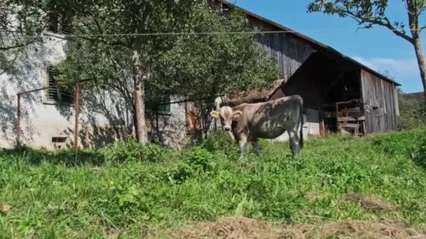 生態系の場所、ブルースカイによる緑の牧草地の裏庭で国内の牛の放牧 — ストック動画