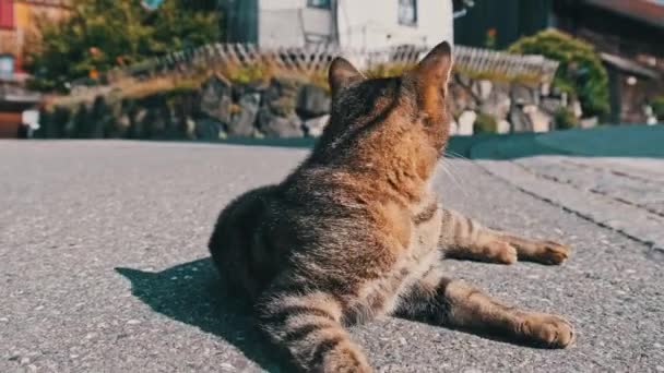 Szary kot leży na asfaltowej drodze i szuka ludzi, którzy będą się pożywiać — Wideo stockowe