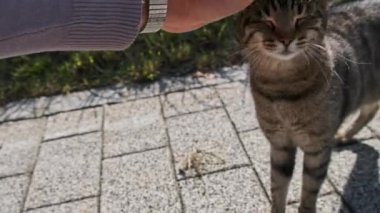 Erkek Elleri Sokakta Gri Kedi Okşuyor, POV, Yaz Günü