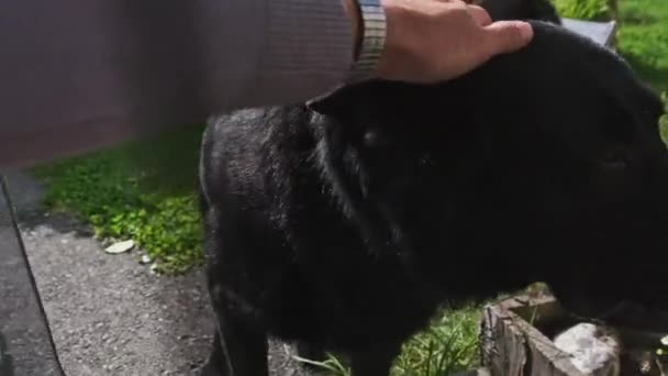POV sahibi, güneşli bir günde arka bahçede evcil bir siyah çoban köpeği besliyor. — Stok video