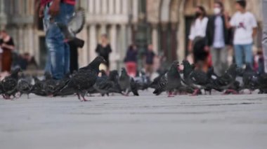 Piazza San Marco 'da Bir Çok Güvercin Yavaş Çekimde, İnsanlar Güvercinleri Besliyor