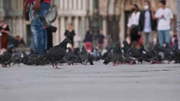 Massor av duvor i Slow Motion på Piazza San Marco, massor av människor matar duvor — Stockvideo