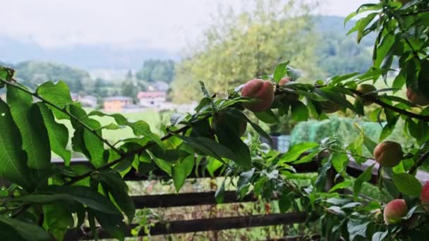 在奥地利山区家庭花园的绿枝上生长着桃子 — 图库视频影像