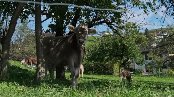 Touro doméstico no quintal no prado verde pelo céu azul, lugar ecológico — Vídeo de Stock