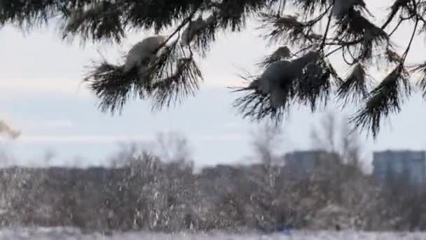 Winterlandschap in een besneeuwd dennenbos — Stockvideo