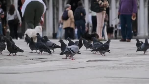 Un sacco di piccioni al rallentatore in Piazza San Marco, folla di persone nutre colombe — Video Stock