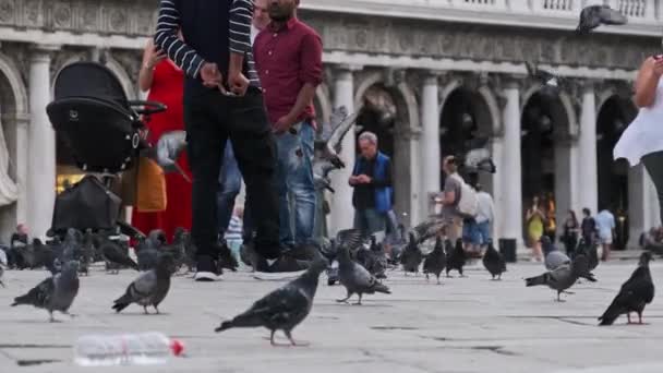 Spousta holubů v pomalém pohybu na Piazza San Marco, dav lidí krmí holubice — Stock video