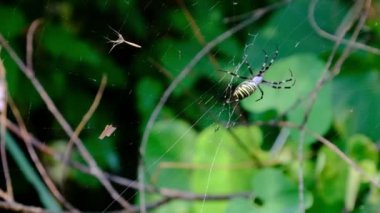 Örümcek Vahşi, Yakın Çekimde, Yavaş Çekimde, Yeşil Ormanda
