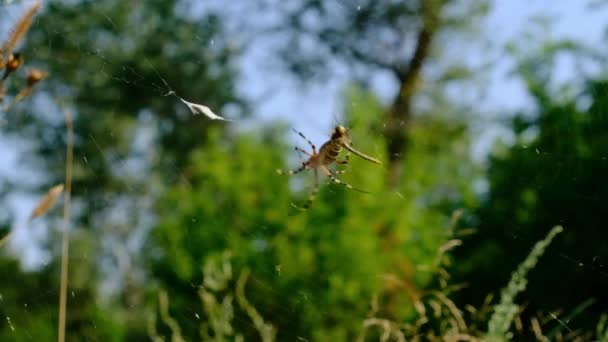Een grote spin op een web jaagt op prooi, close-up, slow motion. — Stockvideo
