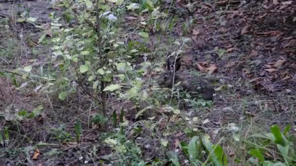 Divoký zajíc sedí v křoví, zblízka, šedý králík sedí v lese — Stock video