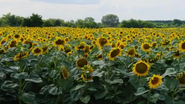 Solrosor i fält, massor av vackra Helianthus i levande färger — Stockvideo