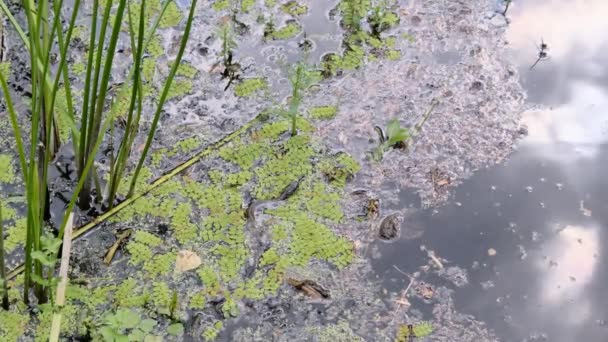 Orm i träsk biljetter och vatten alger, närbild, orm i floden — Stockvideo