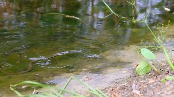 Had plave v řece bažinatými houštinami a řasami, zblízka. — Stock video