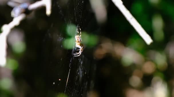 Spider Araneus Primer plano en una red contra un trasfondo de naturaleza verde — Vídeo de stock