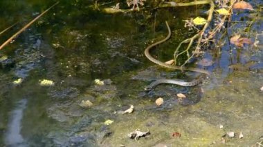 Bataklıktaki Yılan Çalılıklarda ve Su Algleri, Yakın plan, Nehirdeki Yılan