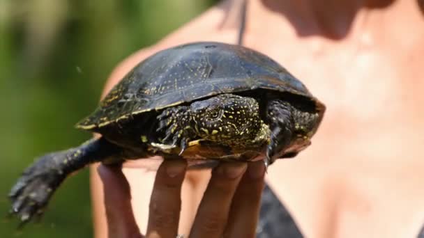 Żółw leży na dłoni kobiety na tle rzeki z zieloną roślinnością — Wideo stockowe