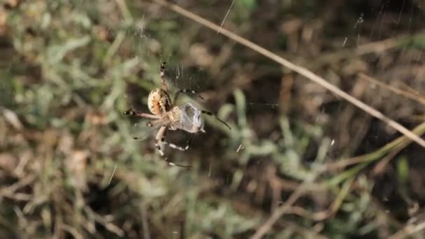 Örümcek bir yusufçuğu ağda yakalar ve onu Koza ile sarar, Yavaş Hareket — Stok video