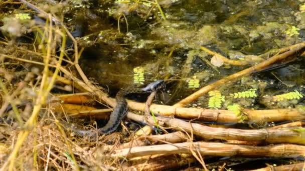 Портрет змії в болотних кошенях і алях, зблизька, змія в річці — стокове відео