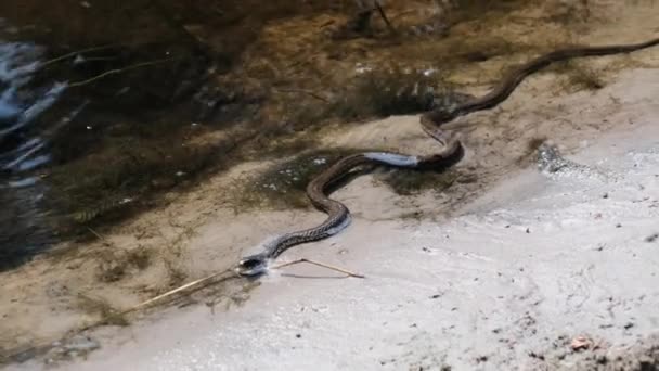 Nehir kıyısında sürünen yılan, suda engerek — Stok video