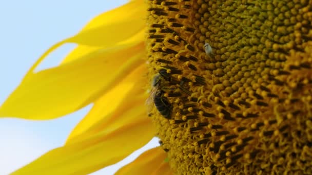 Girasol en el campo y abeja arrastrándose sobre él en el cielo Fondo, Primer plano — Vídeo de stock