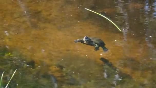 La tortue de rivière nage à la surface de l'eau dans la nature sauvage — Video