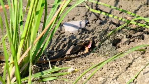 Had jí chycenou rybu na břehu řeky mezi zelenými řasami — Stock video