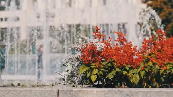Szökőkút fényes vörös virágok a Városligetben nyáron — Stock videók