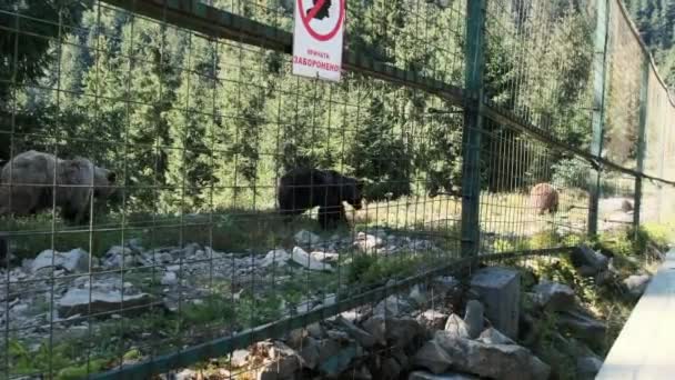 Brown Bears Walking in the Reserve Behind the Fence on a Summer Day — Stockvideo