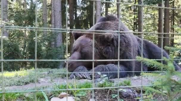 Бурый медведь застрял за забором в заповеднике в летний день — стоковое видео