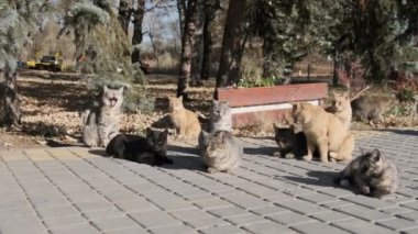 Evsiz Kediler Doğa 'da Bir Kamu Parkında Birlikte Oturuyorlar, Yavaş Hareket