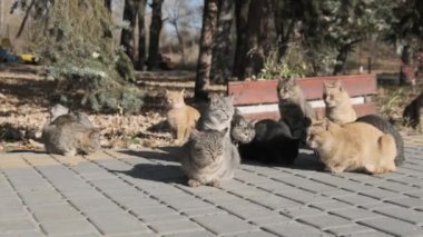 Evsiz Kediler Doğa 'da Bir Kamu Parkında Birlikte Oturuyorlar, Yavaş Hareket