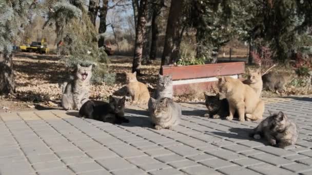 Muitos gatos desabrigados estão sentados juntos em um parque público na natureza, câmera lenta — Vídeo de Stock