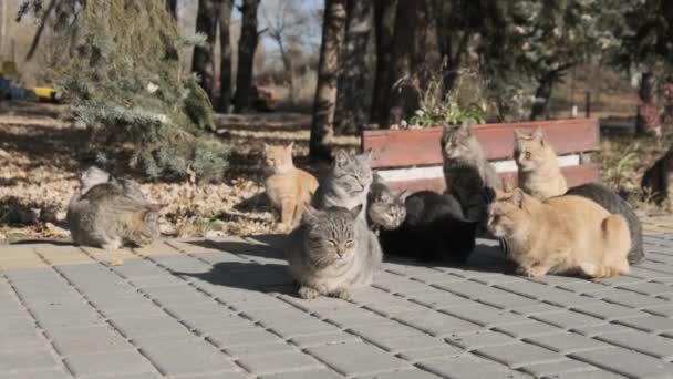 O mulțime de pisici fără adăpost stau împreună într-un parc public din natură, mișcare lentă — Videoclip de stoc