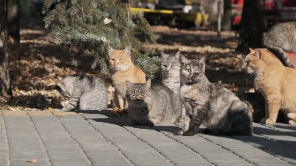 Sok kóbor macska ül együtt egy parkban a természetben, lassú mozdulattal. — Stock videók