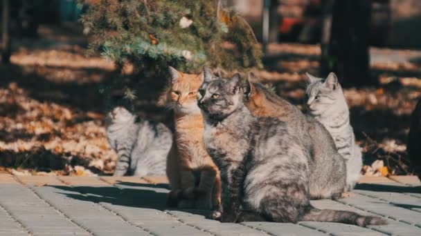 Viele streunende Katzen sitzen zusammen in einem öffentlichen Park in der Natur, Zeitlupe — Stockvideo