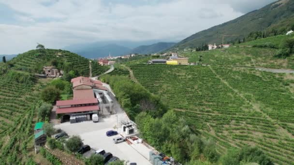 Vista aérea de los campos de viñedos en las colinas de Italia, Creciendo filas de uvas — Vídeo de stock