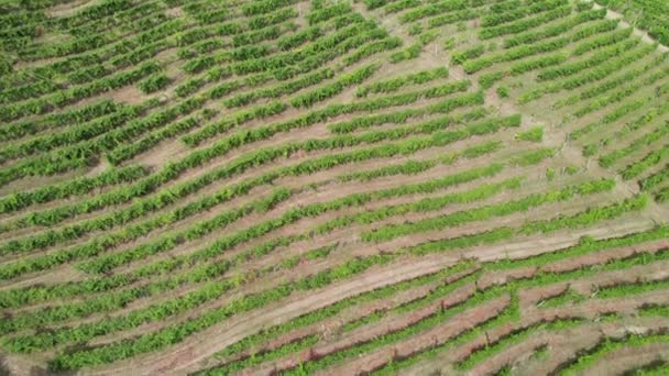 Letecký pohled na vinohradní pole na kopcích v Itálii, rostoucí řady hroznů — Stock video