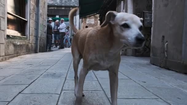 Perro sin hogar pasea por las calles de Venecia, Italia — Vídeos de Stock