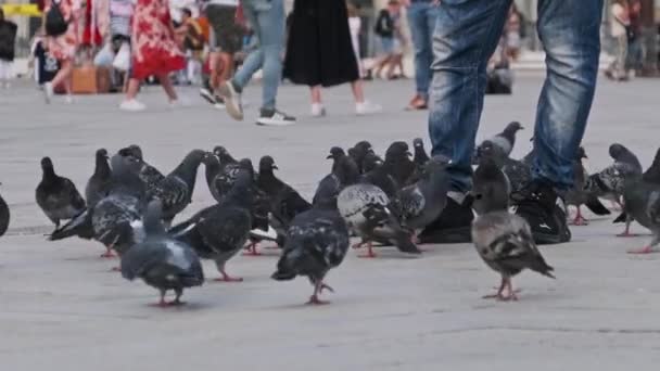 Massor av duvor i Slow Motion på Piazza San Marco, massor av människor matar duvor — Stockvideo