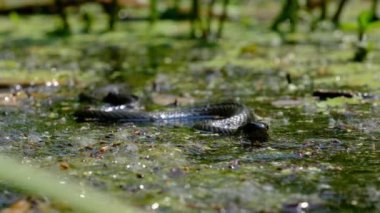 Bataklıktaki Yılanın Portresi Çalılıklar ve Algler, Yakın plan, Nehirdeki Yılan