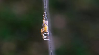 Örümcek Araneus Yeşil Doğanın Arkaplanına Karşı Bir Web 'de Yakın plan