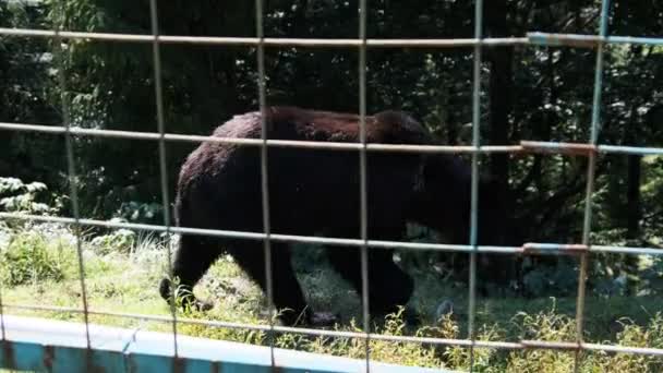 Osos marrones caminando en la reserva detrás de la valla en un día de verano — Vídeos de Stock