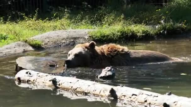 Brown Bear Plays in the Pond in the Reserve and Funny Swimming in the Water — Stockvideo