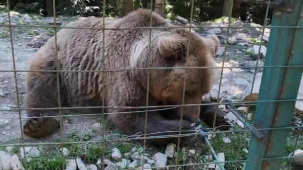 Urso castanho mente atrás de uma cerca em uma reserva natural em um dia de verão — Vídeo de Stock