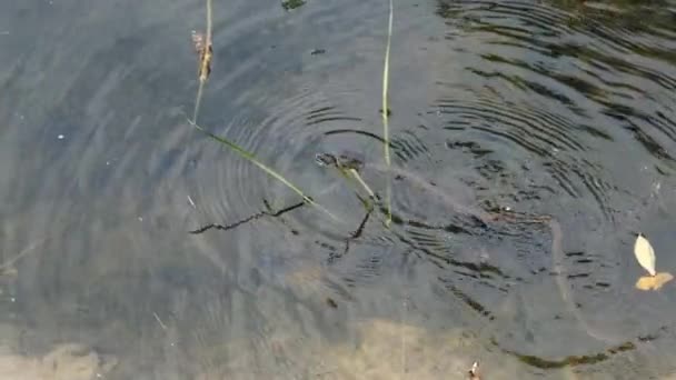 Schlange schwimmt im Fluss durch Sumpfdickicht und Algen, Nahaufnahme. — Stockvideo