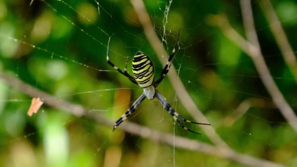 Large Spider Close-up on a Web against a Background of Green Nature in Forest — Stock Video