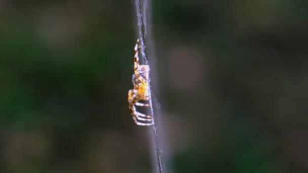 거미 Araneus Close-up on a Web Against a Background of Green Nature — 비디오