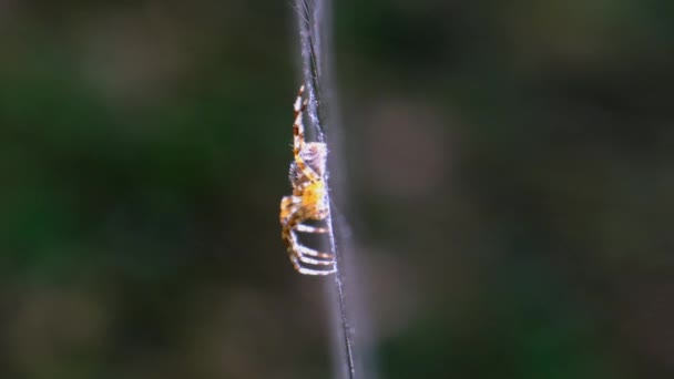 Spider Araneus Close-up on a Web Against a Background of Green Nature — Stok Video